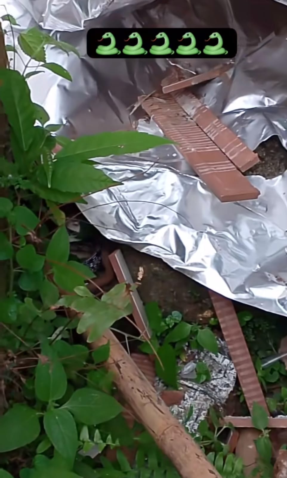 ular masuk kasur ganti kulit © TikTok ular masuk kasur ganti kulit © TikTok