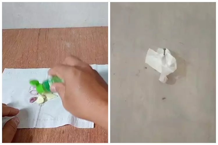 15 Cara mengusir cicak pakai alat dan bahan sederhana, mudah dan hasilnya ampuh