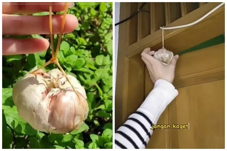 15 Cara mengusir cicak pakai alat dan bahan sederhana, mudah dan hasilnya ampuh