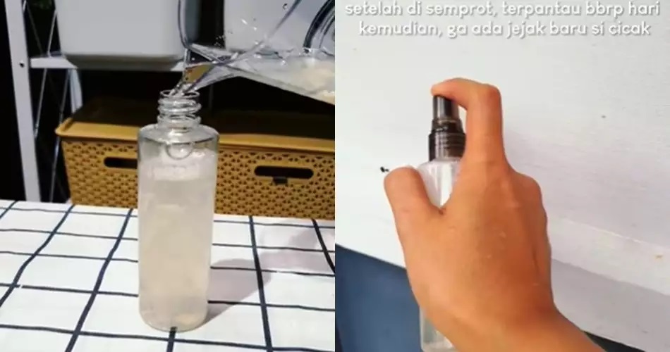 15 Cara mengusir cicak pakai alat dan bahan sederhana, mudah dan hasilnya ampuh