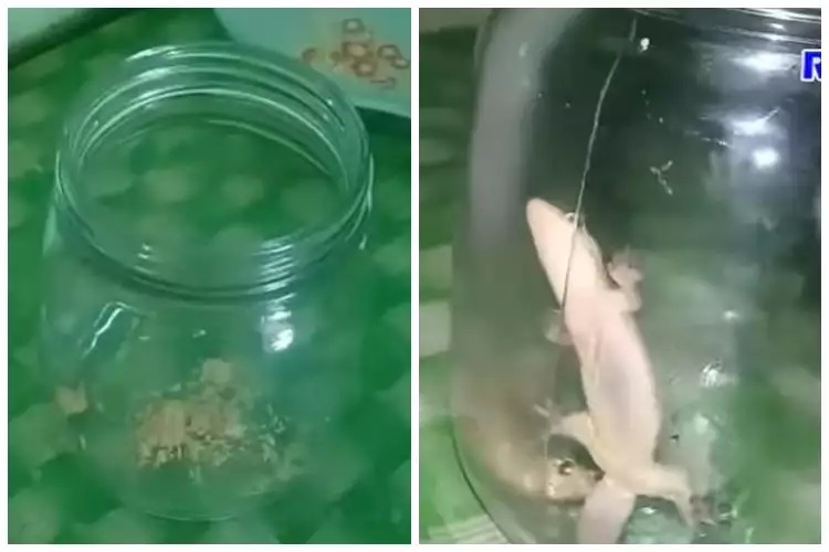 15 Cara mengusir cicak pakai alat dan bahan sederhana, mudah dan hasilnya ampuh