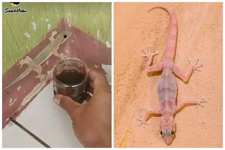 15 Cara mengusir cicak pakai alat dan bahan sederhana, mudah dan hasilnya ampuh