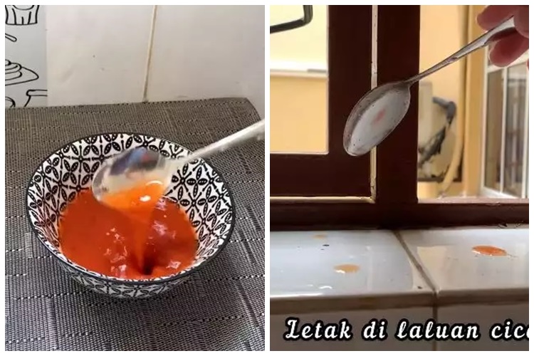 15 Cara mengusir cicak pakai alat dan bahan sederhana, mudah dan hasilnya ampuh