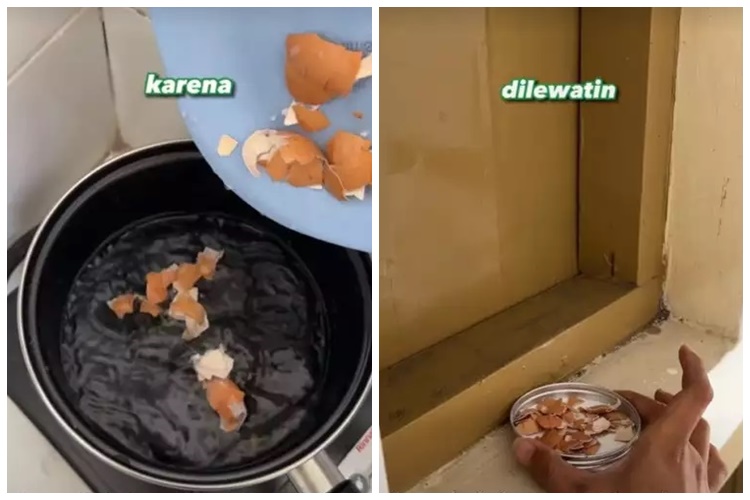 15 Cara mengusir cicak pakai alat dan bahan sederhana, mudah dan hasilnya ampuh