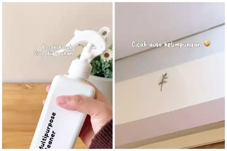 15 Cara mengusir cicak pakai alat dan bahan sederhana, mudah dan hasilnya ampuh