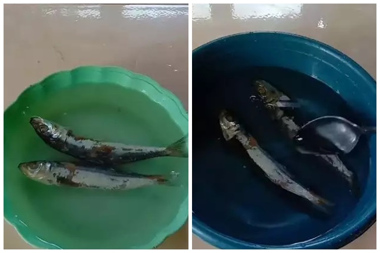 15 Cara mengurangi rasa asin pada ikan asin, andalkan alat dan bahan sederhana