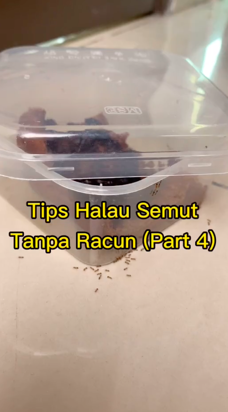 Tak perlu kapur ajaib maupun tepung maizena, ini trik ampuh mengusir semut cuma pakai 1 bumbu dapur