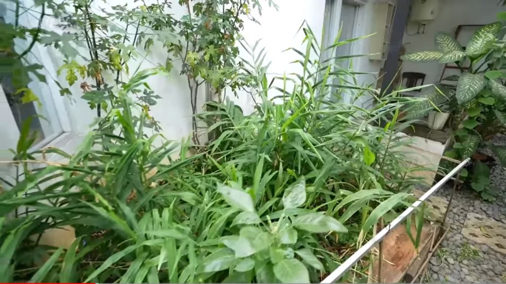 taman asri di rumah Dwi Sasono YouTube taman asri di rumah Dwi Sasono YouTube