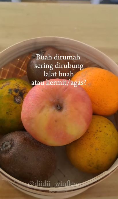Tak perlu bikin perangkap, begini cara ampuh mengusir lalat buah cuma andalkan 1 jenis rempah