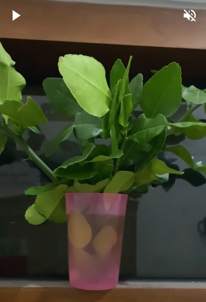 Bukan dikemas plastik, ini cara menyimpan daun jeruk purut agar segar hingga 1 minggu tanpa kulkas