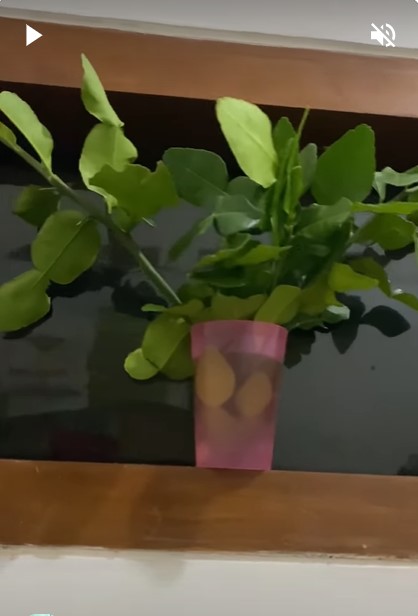 Bukan dikemas plastik, ini cara menyimpan daun jeruk purut agar segar hingga 1 minggu tanpa kulkas