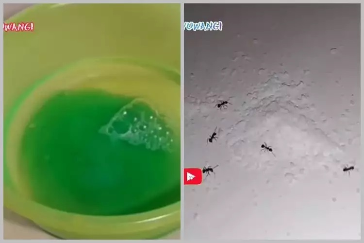 15 Cara mengusir semut ini praktis, andalkan bahan rumahan sederhana