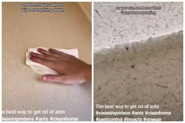 15 Cara mengusir semut ini praktis, andalkan bahan rumahan sederhana