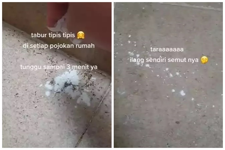 15 Cara mengusir semut ini praktis, andalkan bahan rumahan sederhana