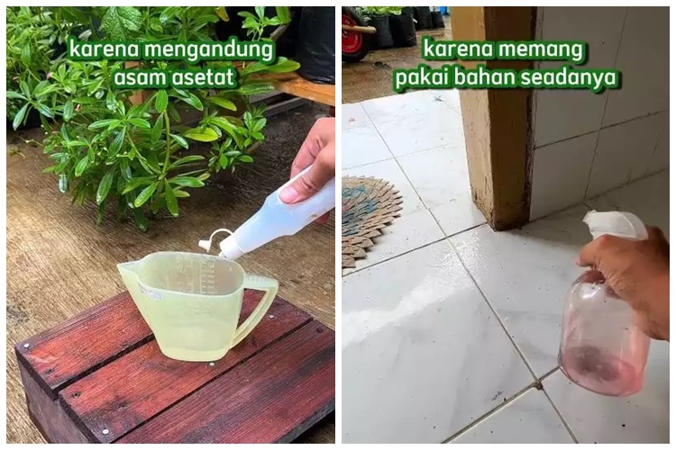 15 Cara mengusir semut ini praktis, andalkan bahan rumahan sederhana