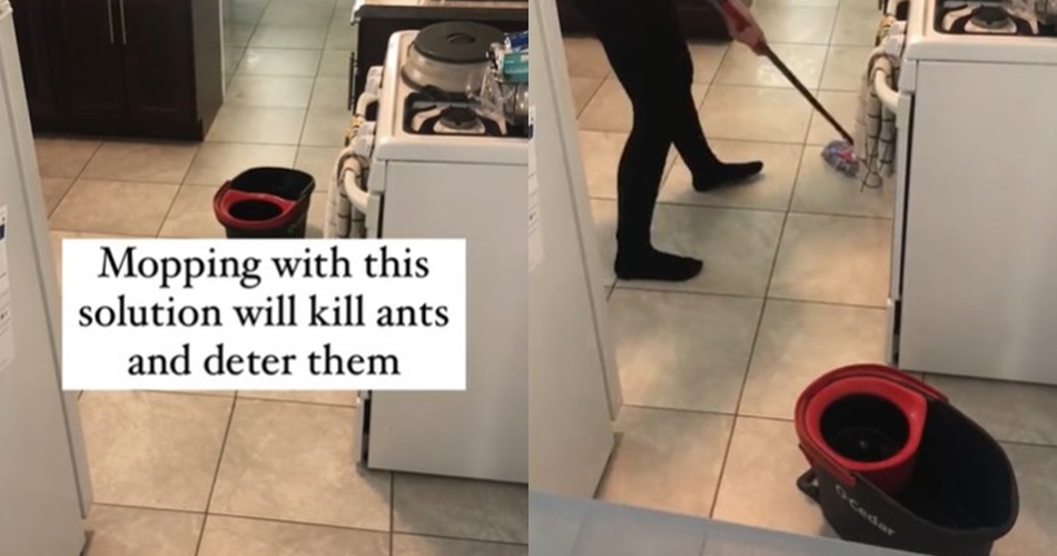 Tanpa ditambah air panas, ini trik mengepel lantai agar kesat dan bebas semut pakai 1 bahan dapur