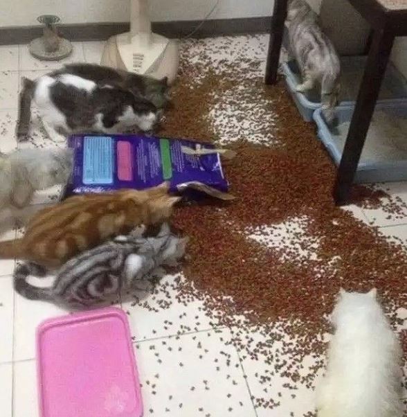 Potret kocak tingkah nyebelin hewan peliharaan Berbagai sumber