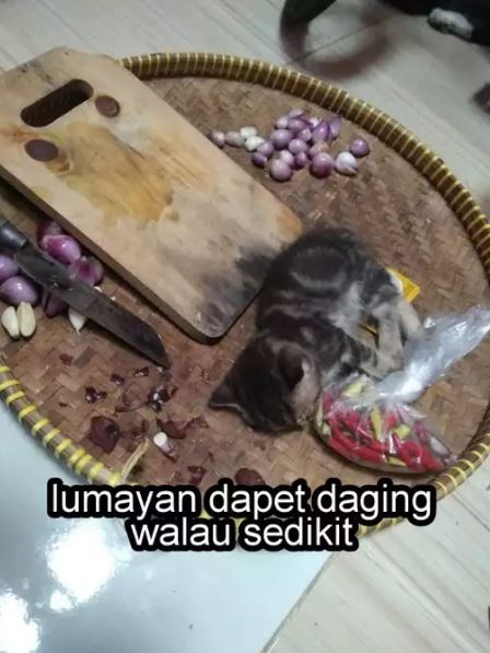 Potret kocak tingkah nyebelin hewan peliharaan Berbagai sumber