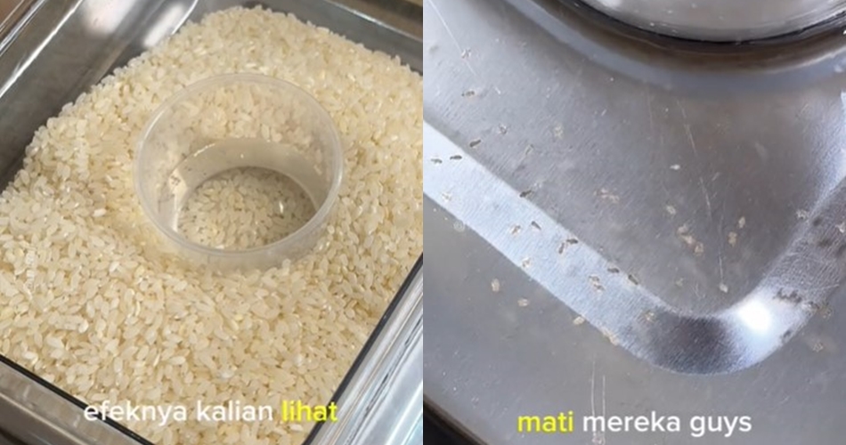Tanpa diselipi daun salam, ini trik mengusir kutu pada beras cukup andalkan 1 bahan dapur