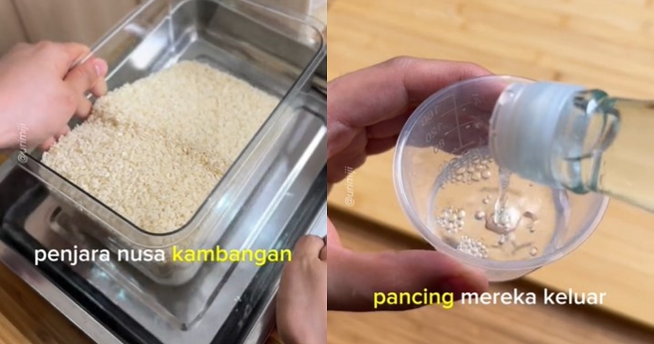 Tanpa diselipi daun salam, ini trik mengusir kutu pada beras cukup andalkan 1 bahan dapur