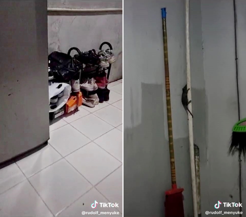 cara unik usir tikus © 2024 TikTok cara unik usir tikus © 2024 TikTok