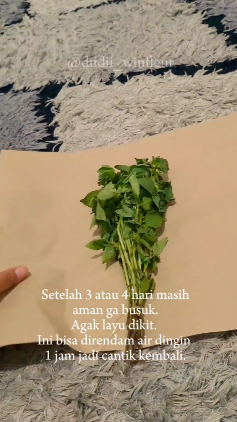 Tanpa direndam air, ini trik menyimpan kemangi agar tetap segar dan tak menguning selama 5 hari
