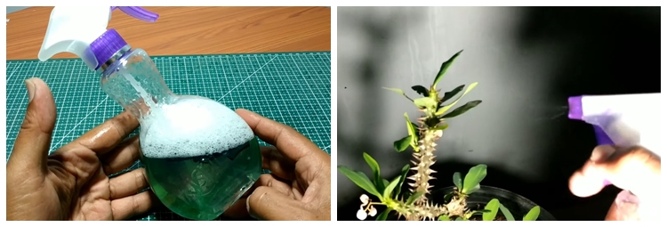 Modal 1 bahan dapur, ini cara bikin obat nyamuk sederhana, ampuh, dan bebas bau asap menyengat