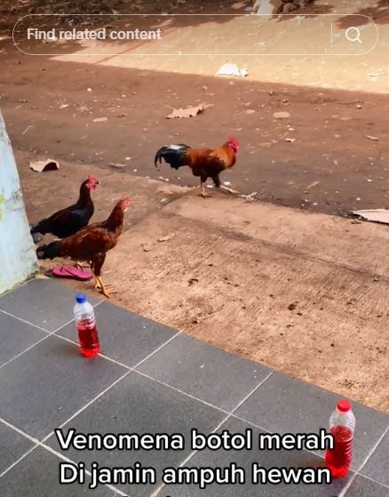 Cara mengusir ayam agar tidak buang kotoran di teras rumah, cuma pakai 1 bahan makanan