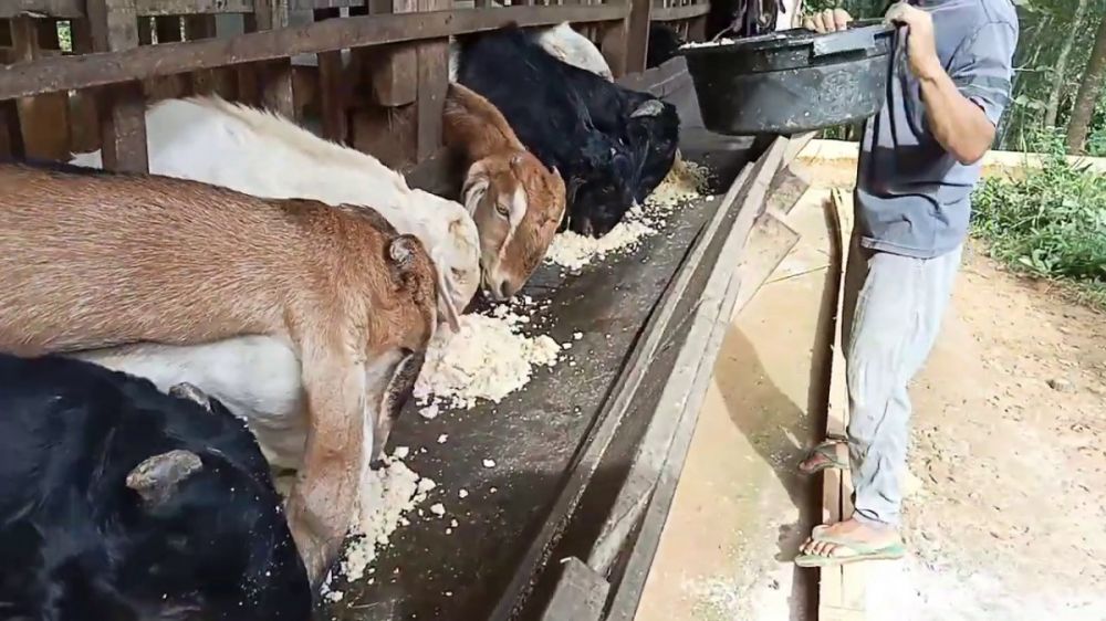 Instead of using grass, this is a way to increase the goat's appetite