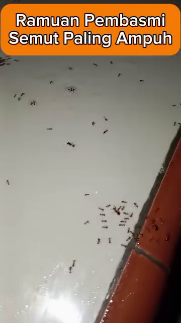 Bukan pakai lada, ini cara bikin cairan pembasmi semut alami dan ampuh cuma dengan 3 bahan dapur