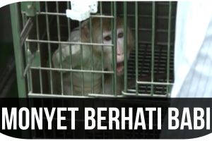 Monyet berhati Babi, kok bisa?