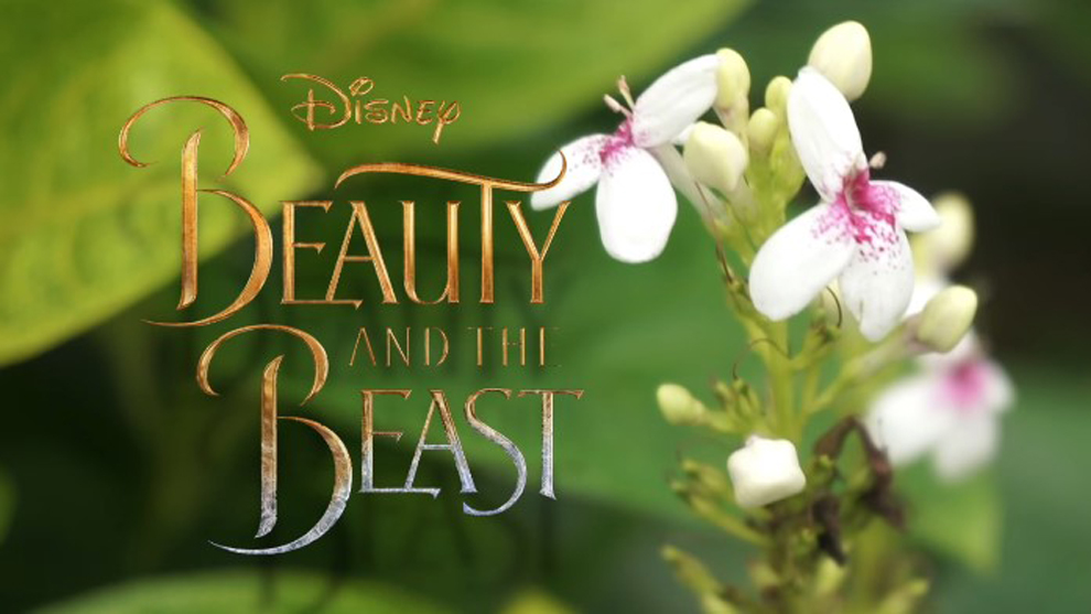 3 Cover Keren Lagu Beauty and the Beast Dari YouTuber Indonesia