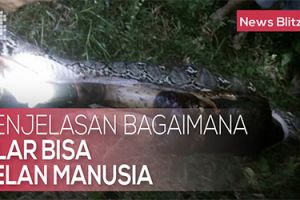 Penjelasan ular menelan manusia