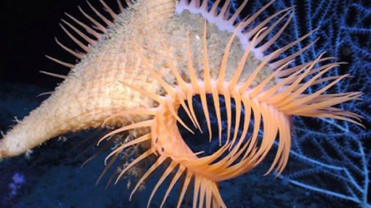 Makhluk Apa Sajakah Yang Hidup Di Dalam Laut Belajar