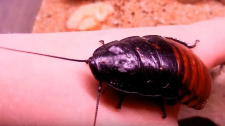 7 Hewan Aneh Dan Eksotis Ini Dipelihara Manusia