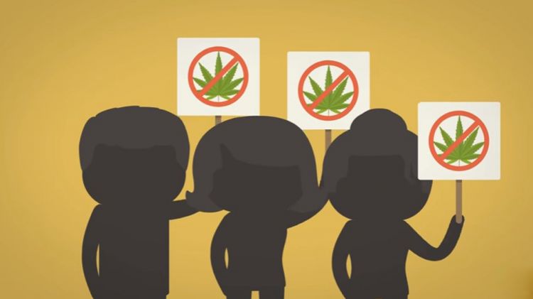 VIDEO: Ganja Bermanfaat Untuk Tubuh Atau Justru Sebaliknya?