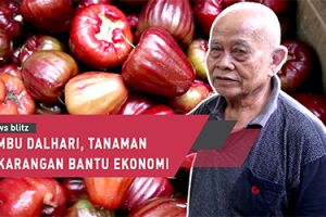 Jambu Dalhari, tanaman pekarangan bantu ekonomi warga 