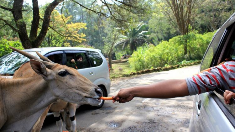 Miris! Kelakuan 'Kids Jaman Now' Cekoki Satwa Dengan Miras