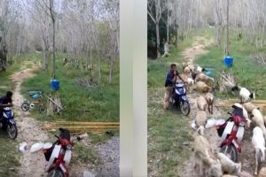 Cara penggembala suruh kambing pulang ke kandang ini unik & kocak abis