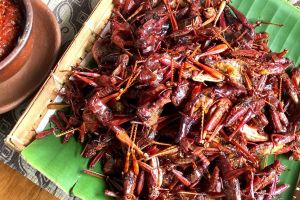 Belalang goreng, camilan khas Gunung Kidul yang ngehits