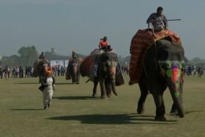 Festival olah raga ini seru abis, ada balapan gajah lho