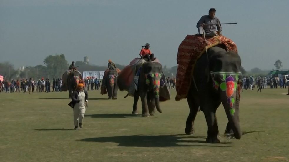 Festival olah raga ini seru abis, ada balapan gajah lho