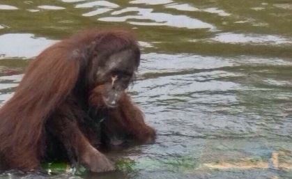 Orangutan ini mati setelah ditembak sampai 130 kali, sadis banget