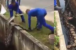 Serem banget, ular piton raksasa ditemukan di selokan