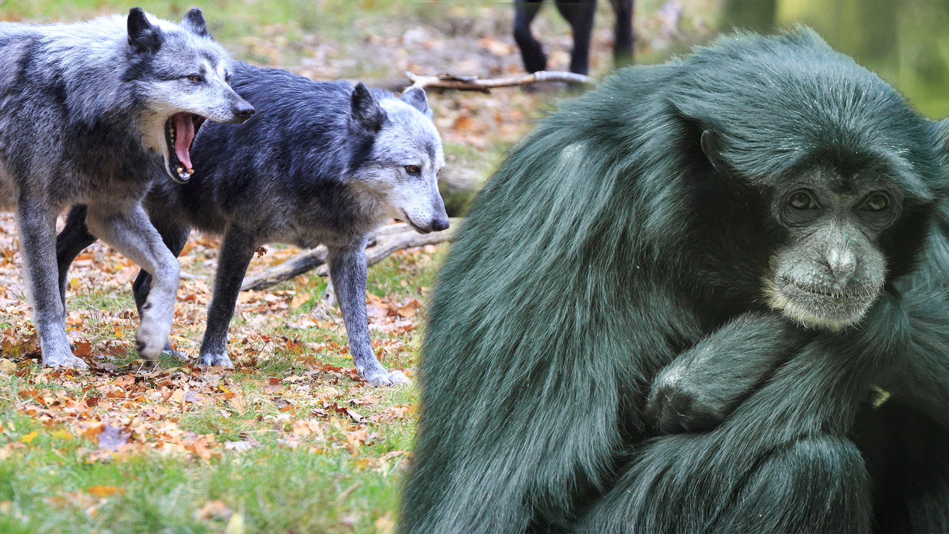 Tak cuma manusia, kesetiaan 5 hewan ini pun menginspirasi