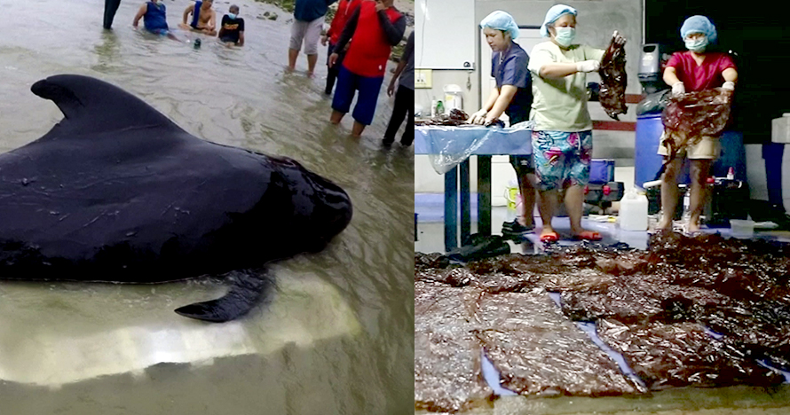 Penyebab paus raksasa mati ini bikin kaget, miris banget