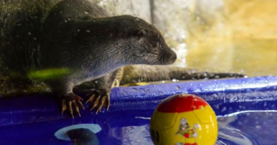 Berang-berang ini jitu ramal hasil Piala Dunia, keren