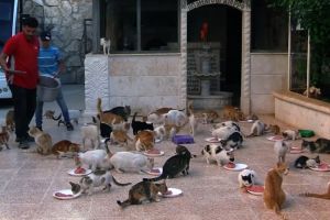 Sopir ambulans di Suriah ini tampung puluhan kucing yang telantar