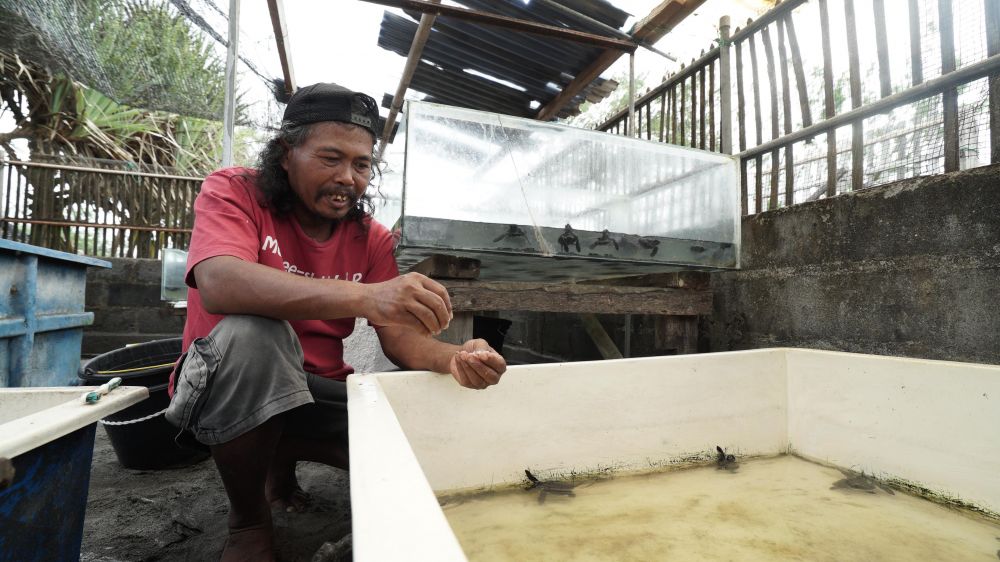 Kisah penyelamat penyu di pantai selatan Jogja ini bikin salut