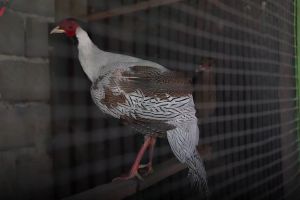 Ayam pheasant, ayam berbulu cantik yang capai omset hingga 120 juta